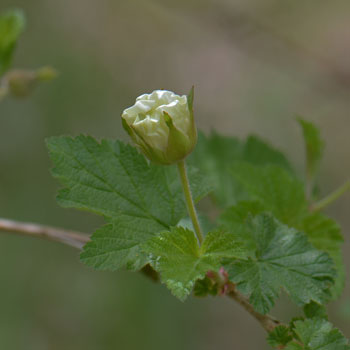 New Mexico Raspberry belongs to the genus Rubus, which also includes the commercially grown raspberries and blackberries. Rubus neomexicanus